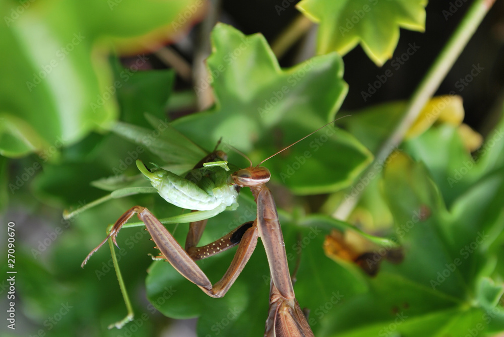 Praying Mantis eating Grasshopper Praying Mantis eating Grasshopper