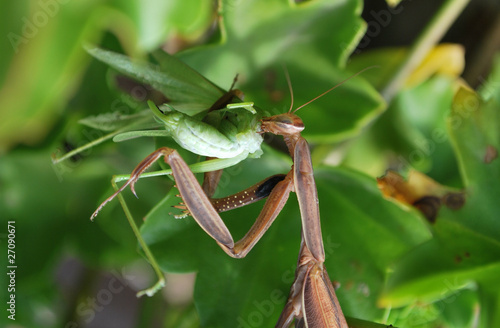Praying Mantis eating Grashopper