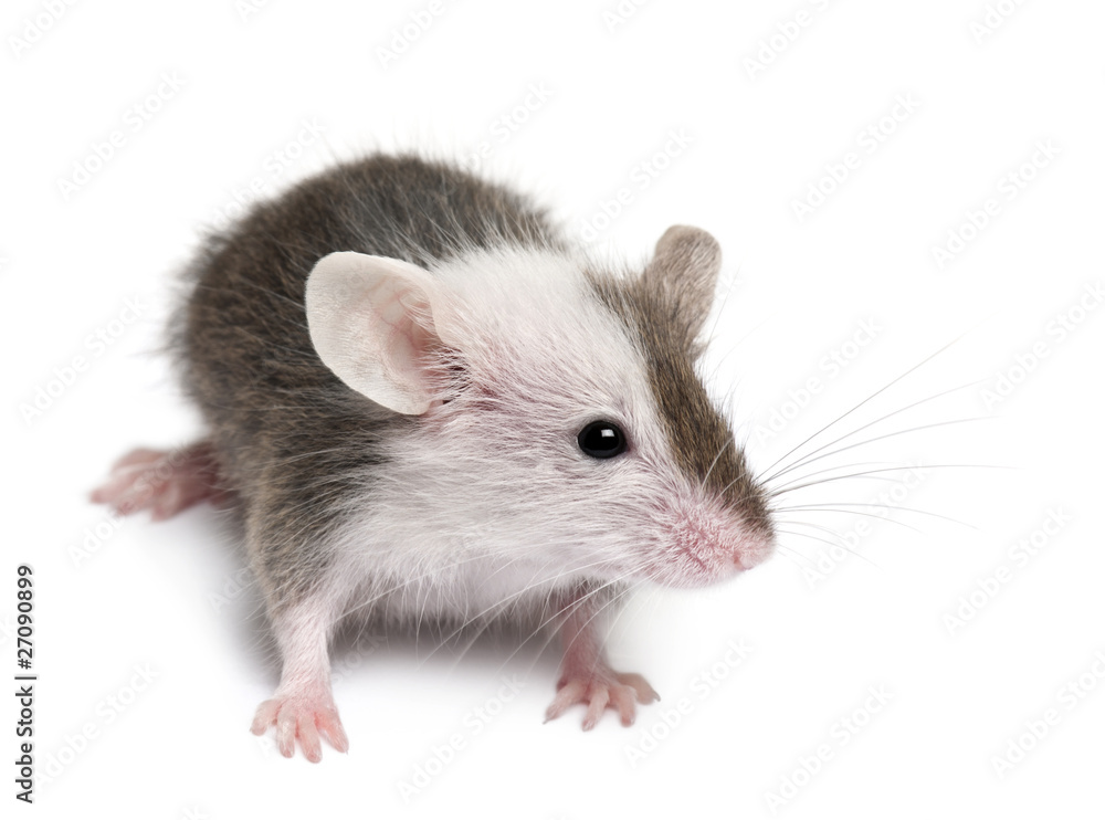 Young mouse in front of white background