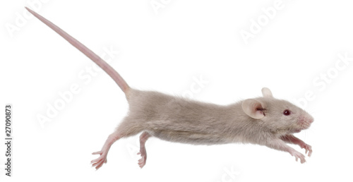 Young mouse jumping in front of white background