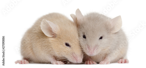 Two young mice in front of white background