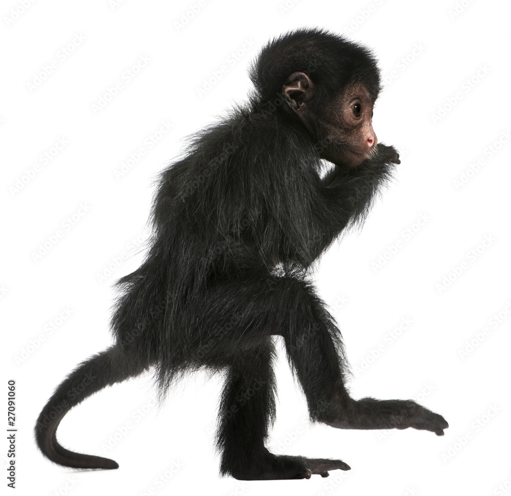 Red-faced Spider Monkey, Ateles paniscus, 3 months old Red-faced Spider Monkey, Ateles paniscus, 3 months old