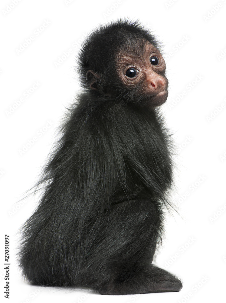 Naklejka premium Red-faced Spider Monkey, Ateles paniscus, 3 months old