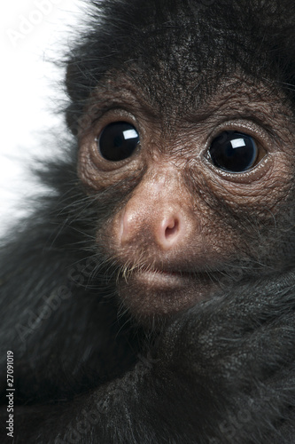 Close-up of Red-faced Spider Monkey, Ateles paniscus © Eric Isselée