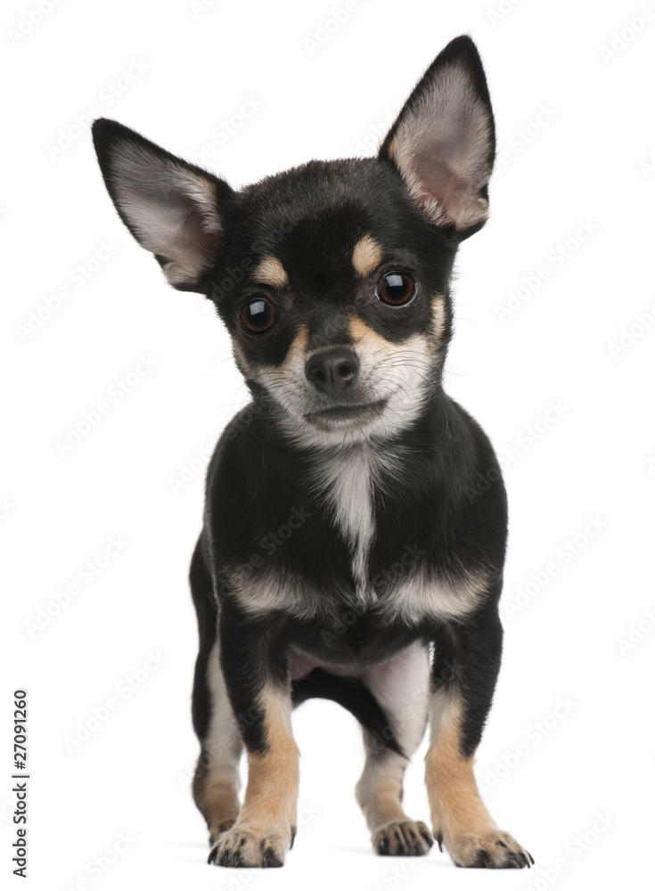 Chihuahua puppy, 6 months old, standing