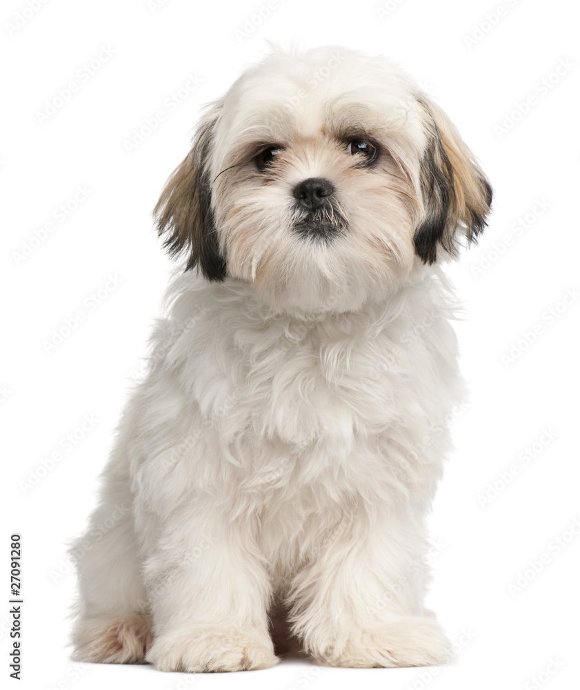 Shih Tzu puppy, 6 months old, sitting