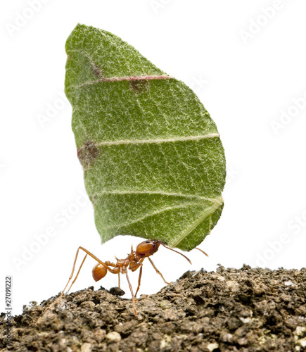 Leaf-cutter ant, Acromyrmex octospinosus, carrying leaf photo