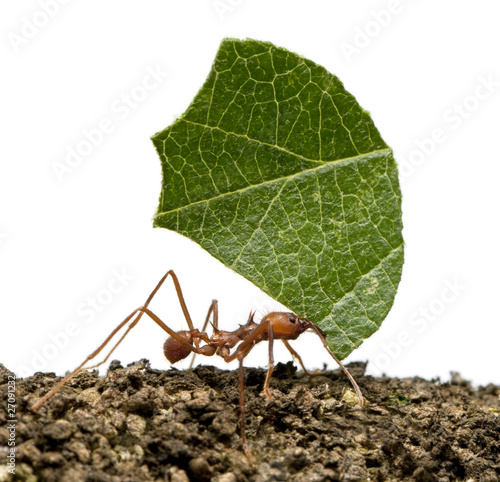 Leaf-cutter ant, Acromyrmex octospinosus, carrying leaf photo