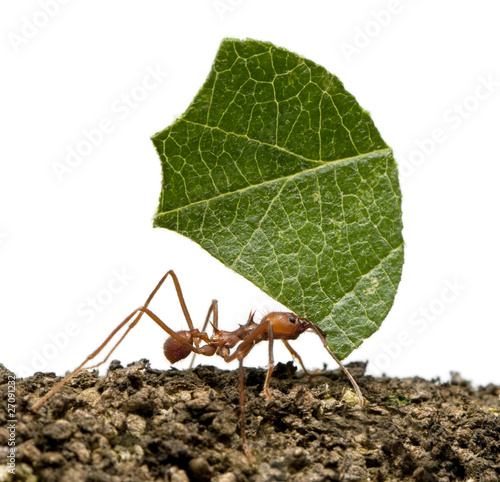 Obraz na płótnie Leaf-cutter ant, Acromyrmex octospinosus, carrying leaf