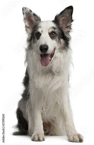 Border Collie, 6 years old, sitting in front of white background