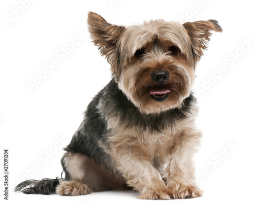 Yorkshire Terrier, 2 years old, sitting