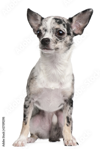 Chihuahua, 10 months old, sitting