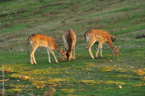 family fallow deer