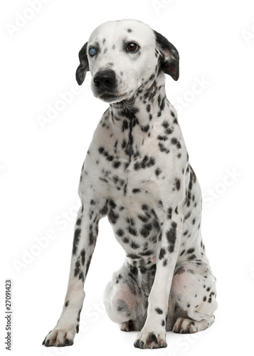 One-eyed Dalmatian, 10 years old, sitting © Eric Isselée