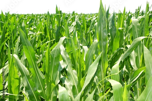 agriculture corn plants field green plantation