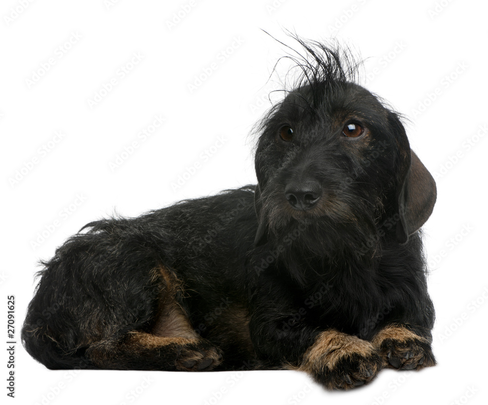 Dachshund, 2 years old, lying in front of white background