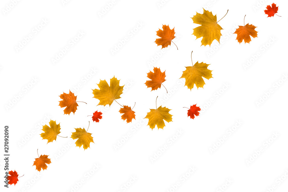 Maple leaves Maple leaves