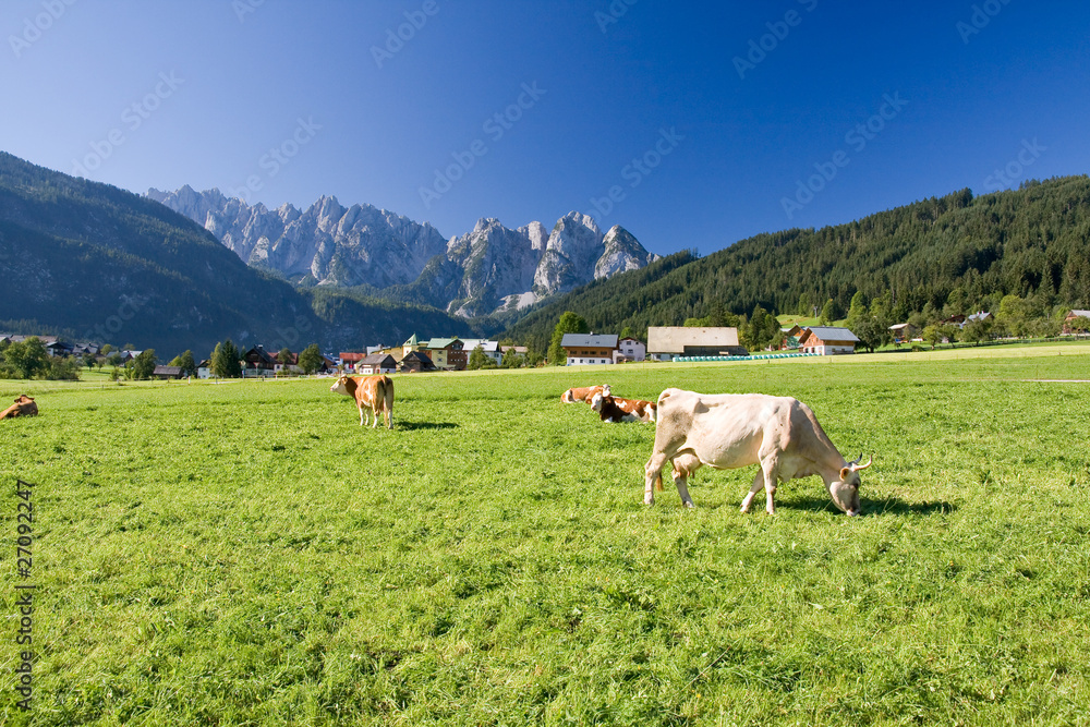grazing cows on alpine pasture