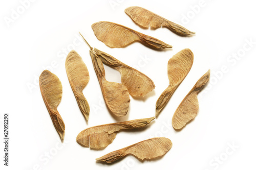 Maple samaras