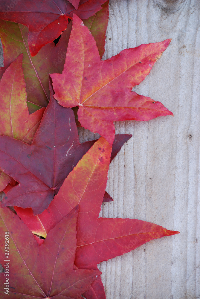 Obraz premium feuilles d'automne