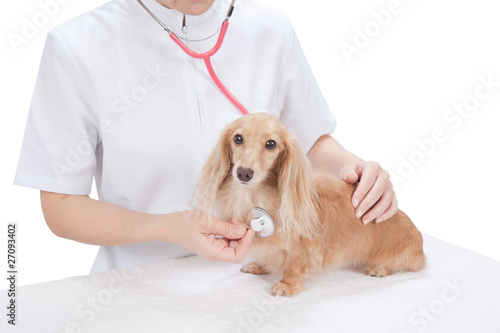 Fototapeta Naklejka Na Ścianę i Meble -  動物病院