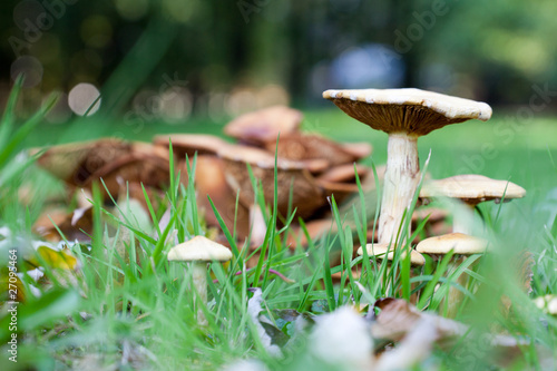 Group of poisonous mushrooms in a forest