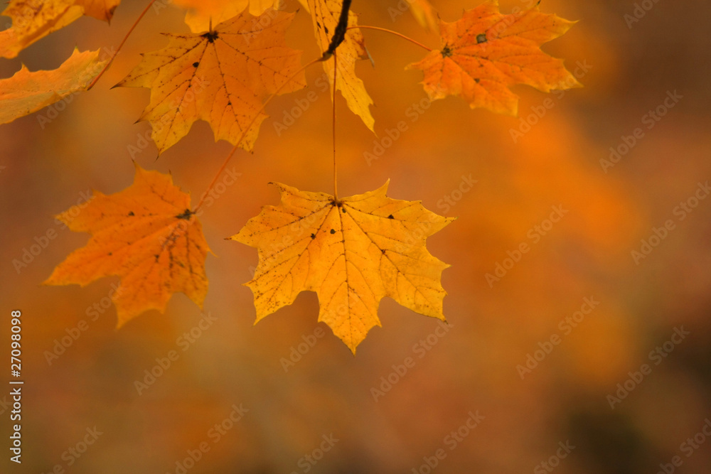 Fototapeta premium Fall Golden Maple Leaf