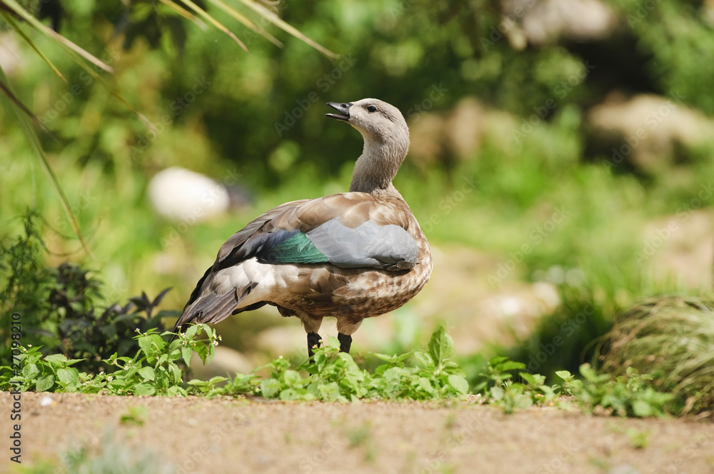 Mallard Mallard