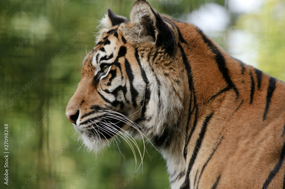 Sumatran Tiger