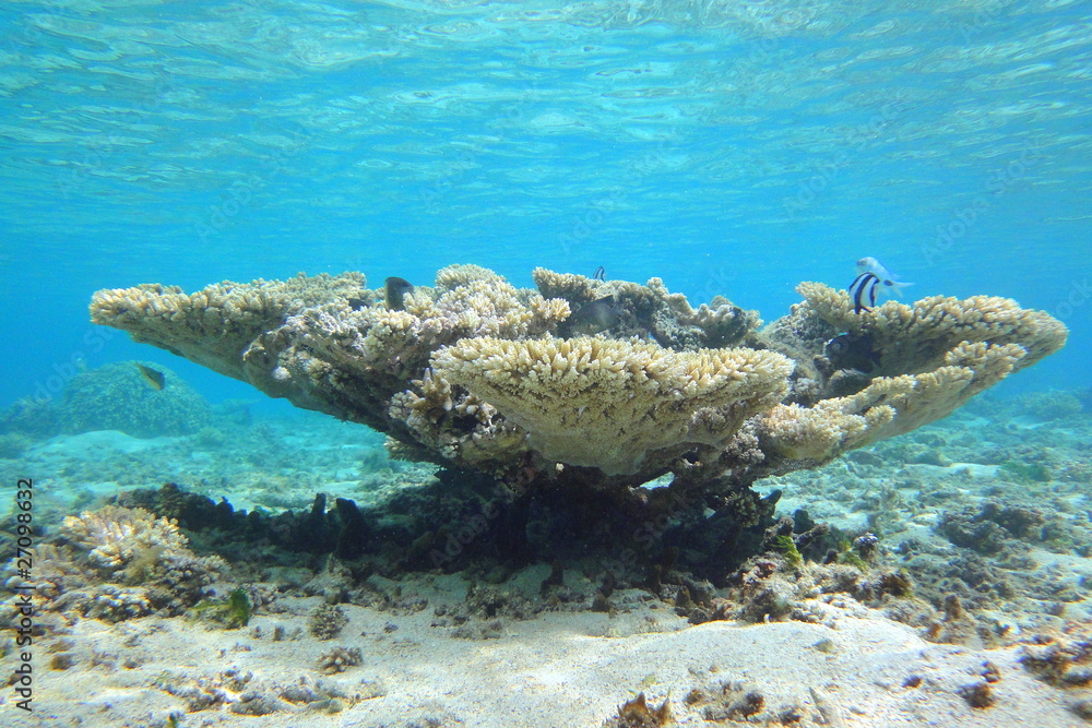 Obraz premium Table de corail, La Réunion.