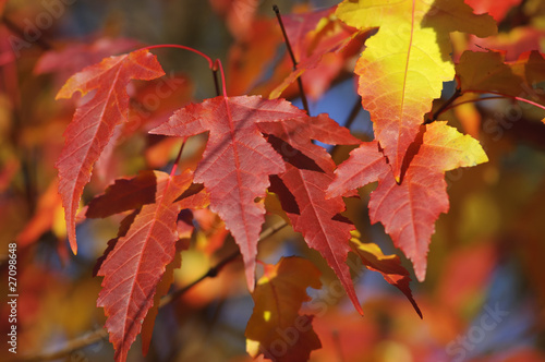 Maple leaves background