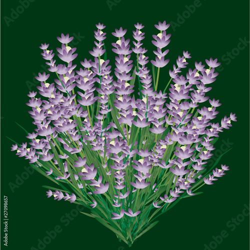 lavanda