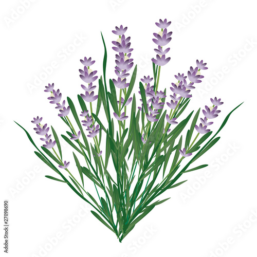 lavanda