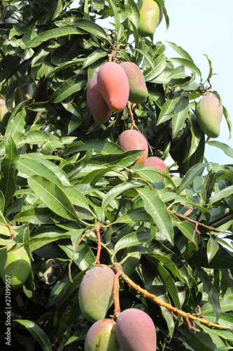 mangues sur manguier tropical