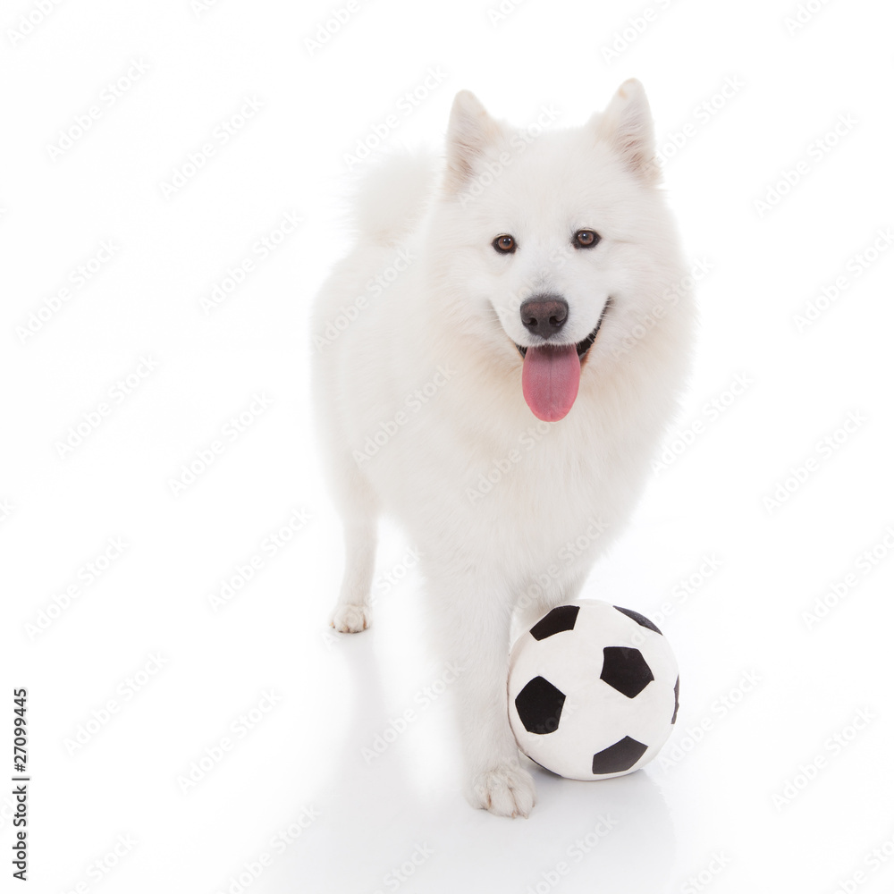 white dog with football
