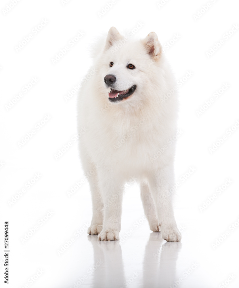 white dog, looking to the side