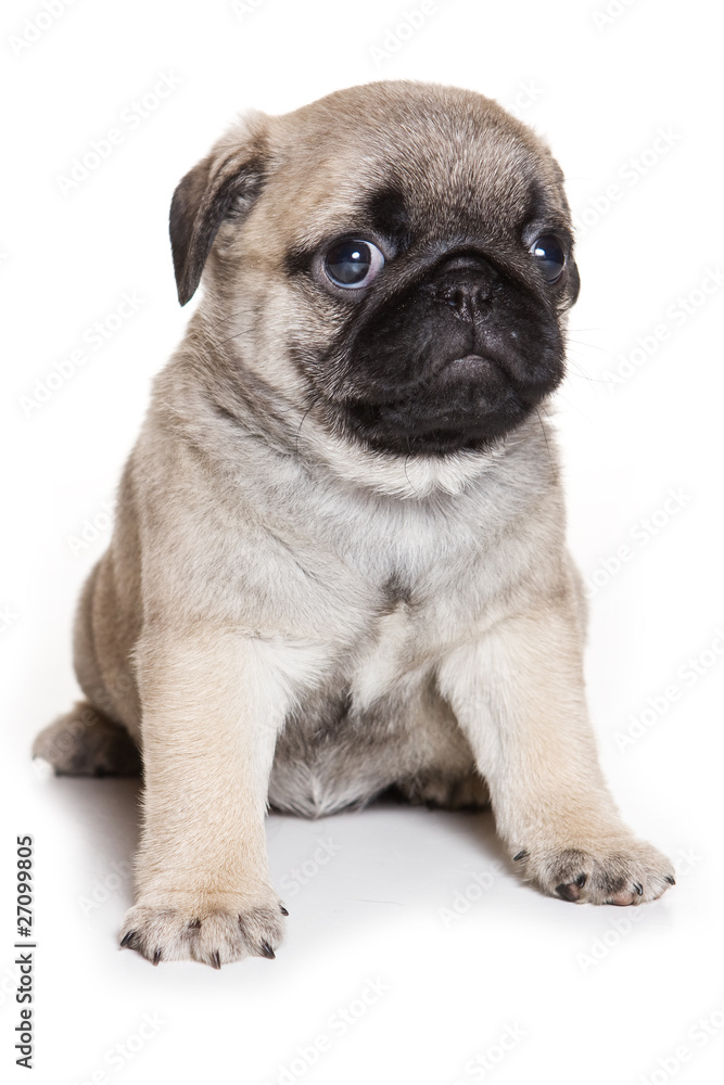 Pug puppy on white background