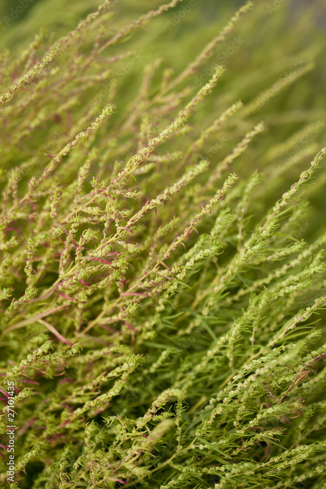 jardinage nature herbe plante végétation printemps jardinage nature herbe plante végétation printemps