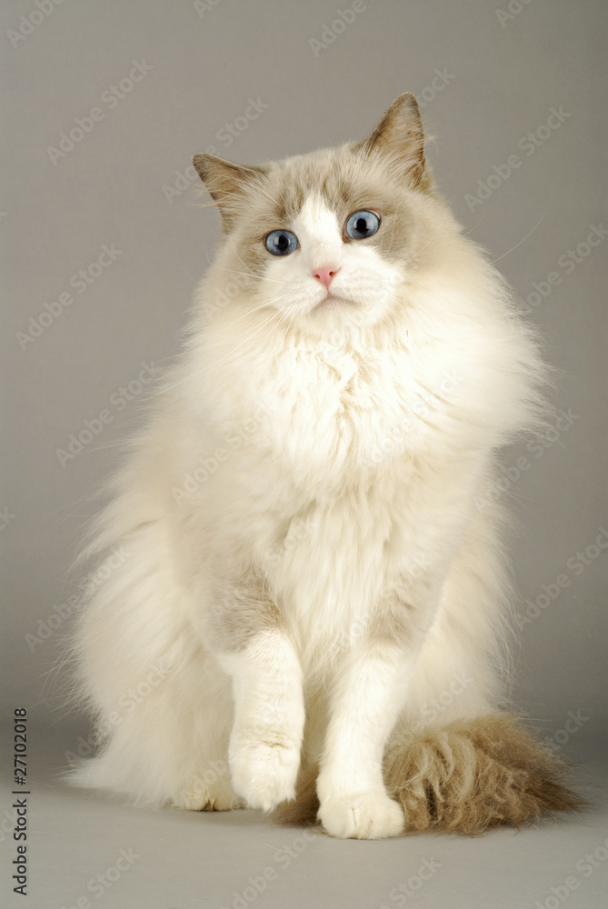 Chat / Race : Ragdoll / Robe : Bleu Bicolore Chat / Race : Ragdoll / Robe : Bleu Bicolore