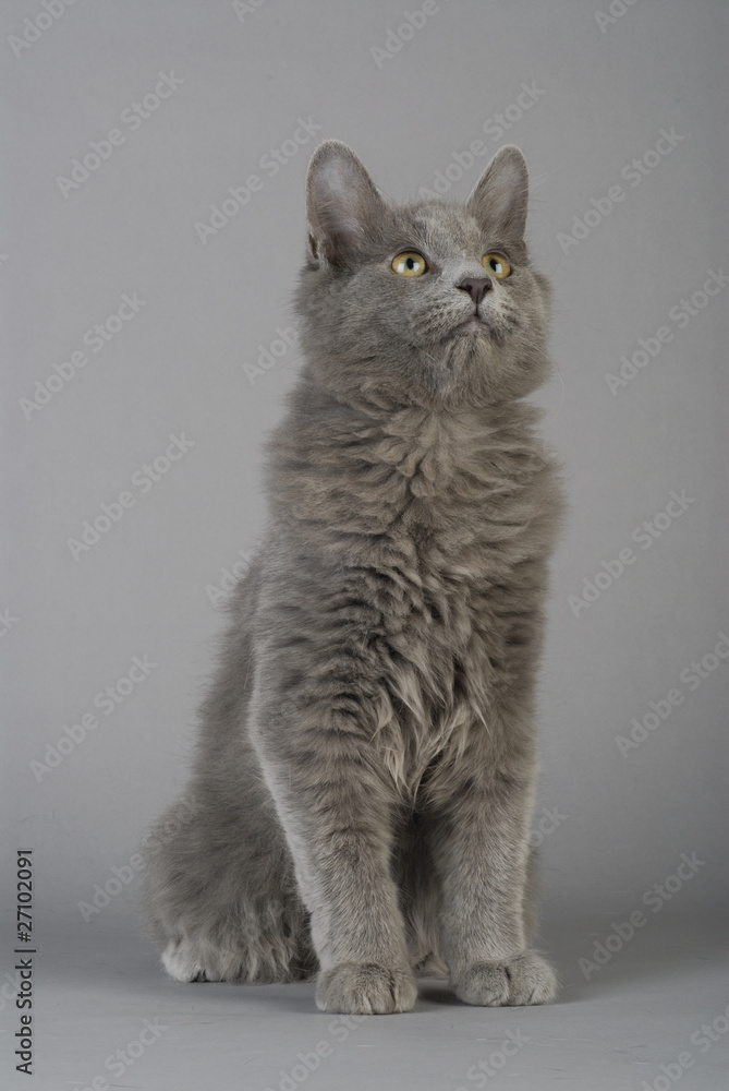 Obraz premium Chat / Race : Nebelung