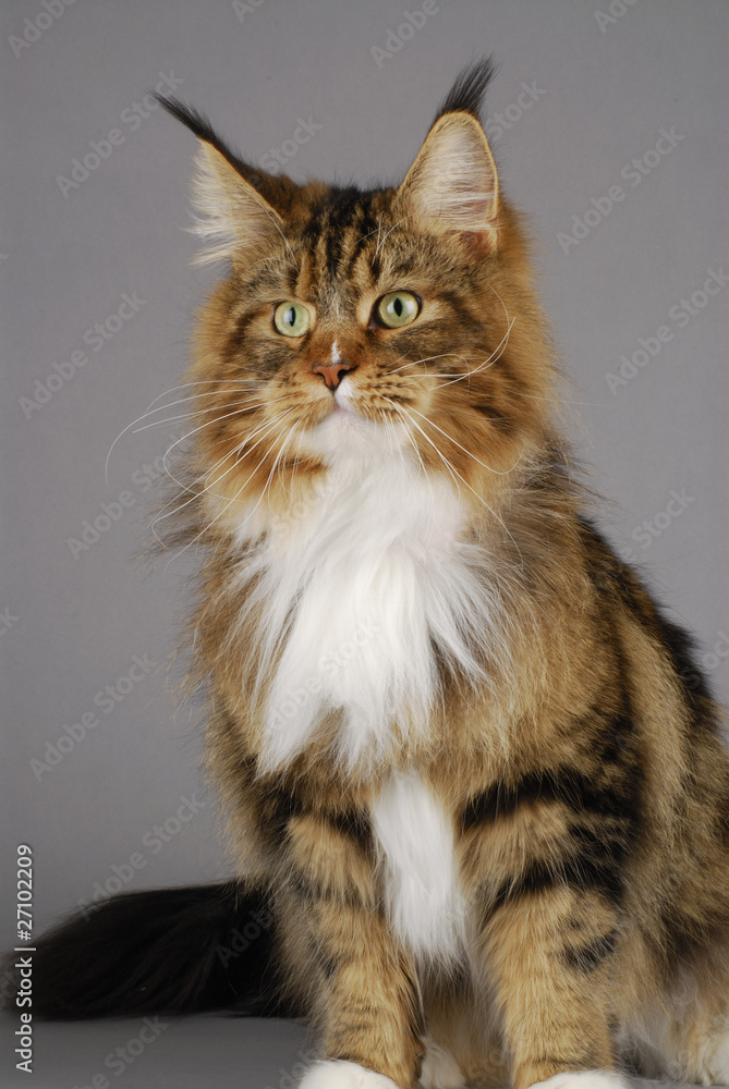 Chat / Race : Maine Coon / Robe : Brown Blotched Tabby et blanc Stock Photo  | Adobe Stock