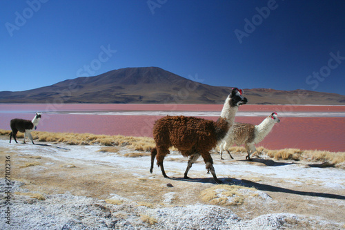 Llamas in South America