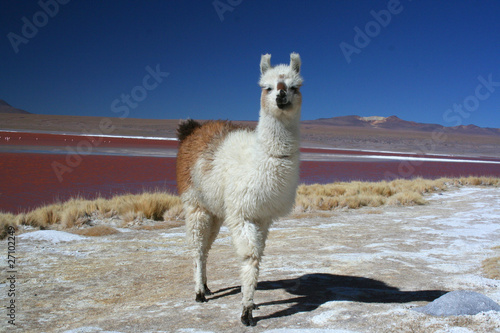 Llama in Bolivia