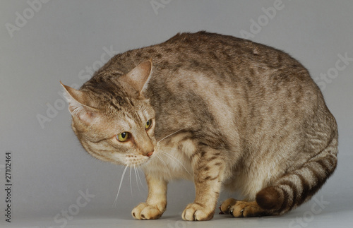 Canvas Print Chat / Race : Ocicat / Robe : Chocolat Spotted Tabby