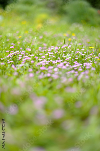 Meadow & flowers