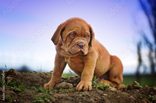 Dogue de Bordeaux