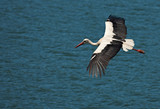Flying stork on blue water