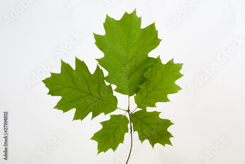 Foto oaken leaves