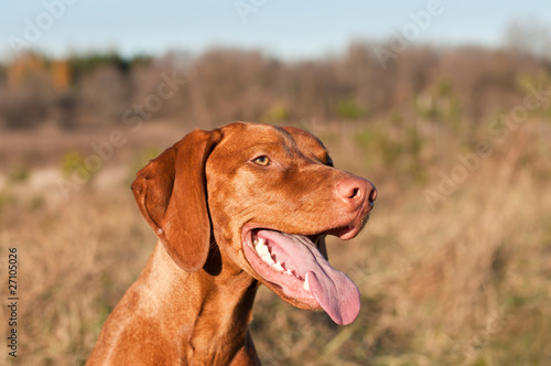 Happy Female Vizsla Dog with Tongue Hanging Out