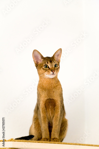 young Abyssinian cat in action